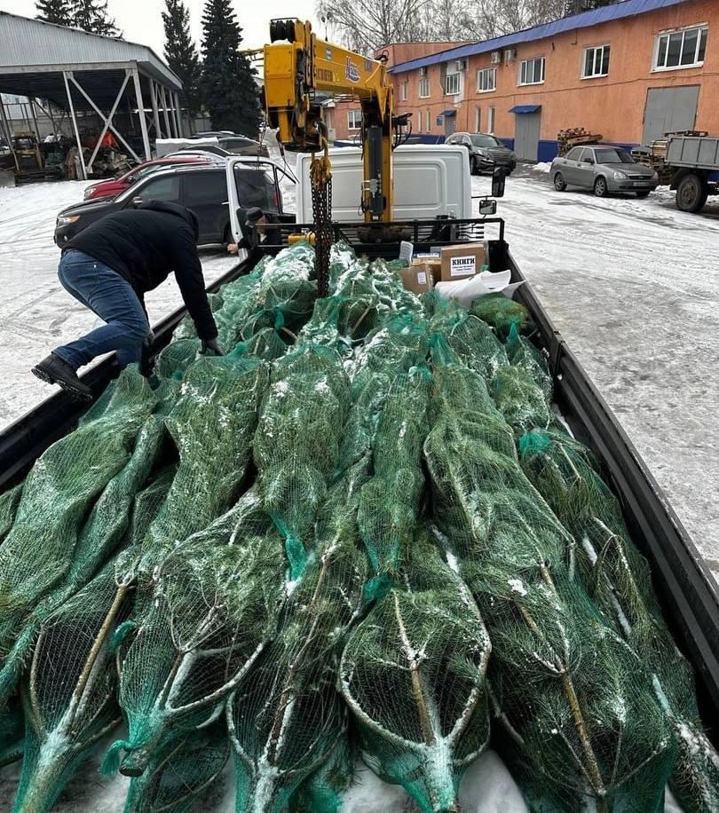 🔴 К Новому году учреждения Токмакского и Пологовского округов украсят ели из Пензенской области.